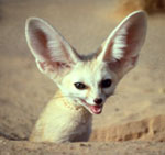 fennec