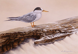 tern