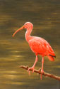 ibis