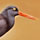 oystercatcher