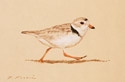 plover