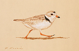 plover