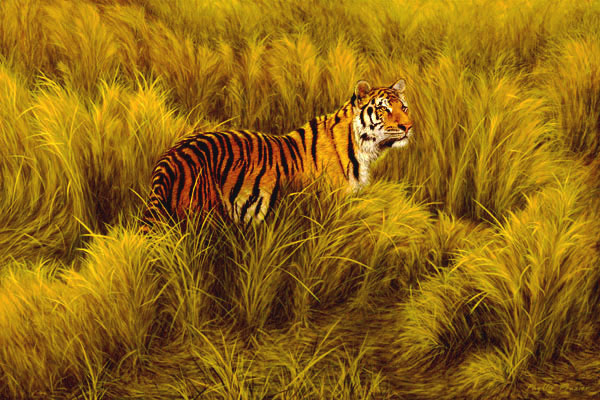Study of Tiger in Long Grass